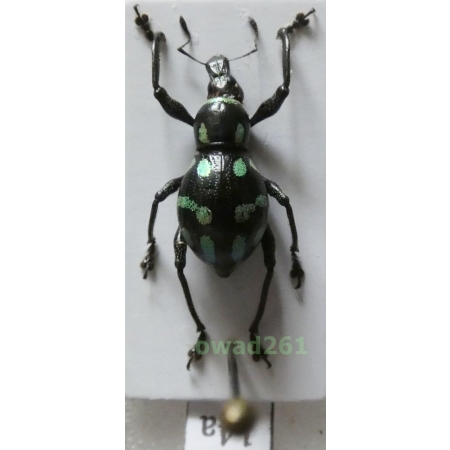 Metapocyrtus lindabonus W.Schultze, 1922 female Philippines14a